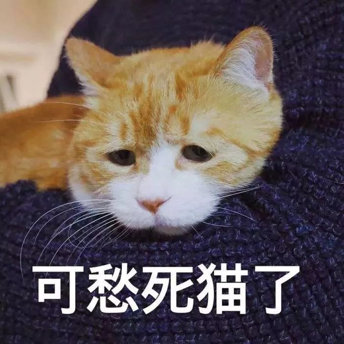 猫咪突然睡在猫砂盆里是什么情况,猫咪突然不在猫砂里尿了怎么回事