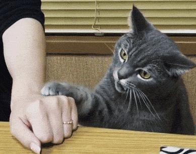 被猫咪抓伤多久之内打狂犬疫苗,被猫咪抓伤到底要不要打狂犬疫苗