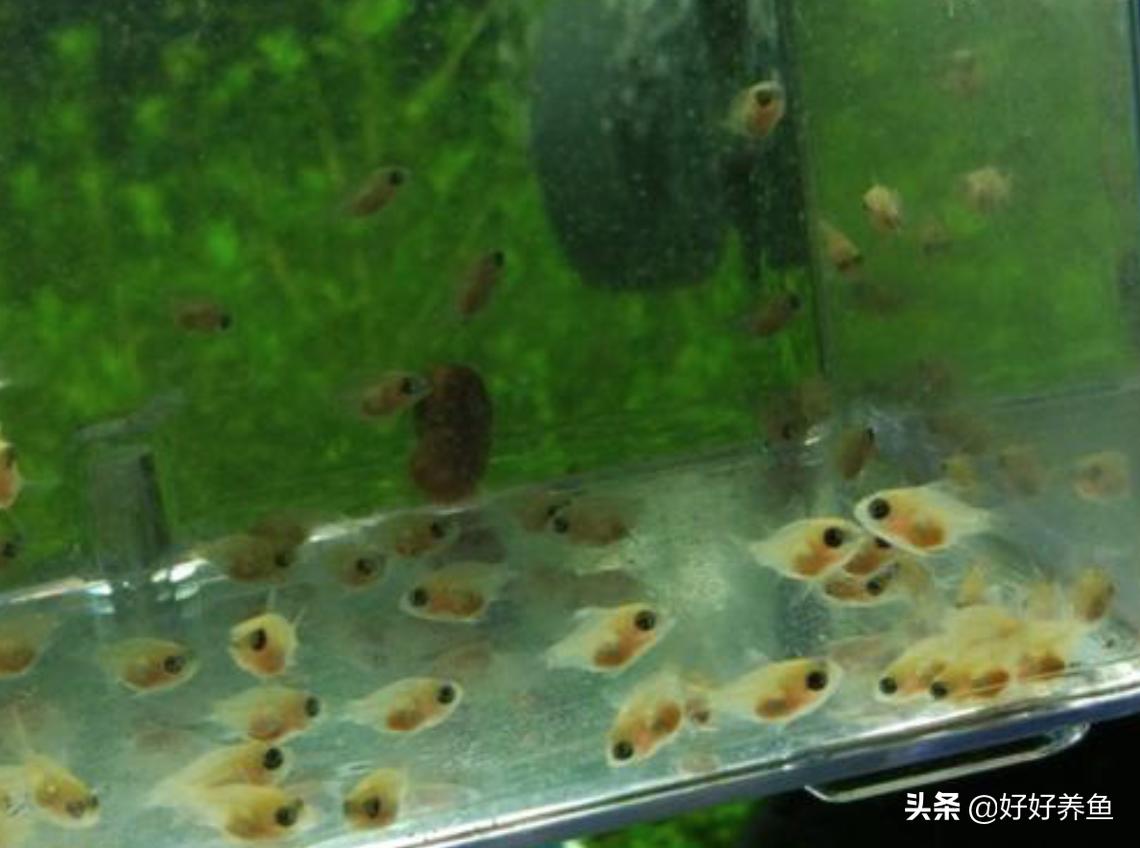 金波子鱼苗怎么养才能养活,金波子鱼怎么养