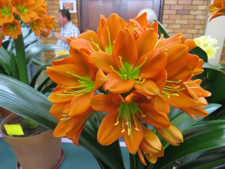 君子兰心烂了怎么办必须剪头吗,君子兰烂心砍头正确方法