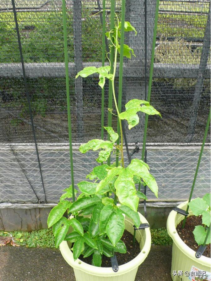 吃完的果核不要扔,吃完的水果核可以扔在土里吗