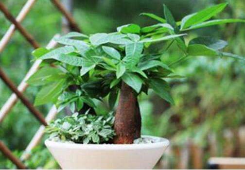 想让发财树长高怎么办,发财树怎么浇水才能活得更长