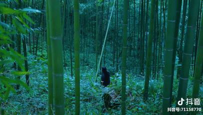 抖音全网第一名李子柒,李子柒抖音最火的女人