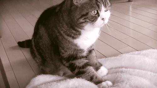 猫咪发出咕噜的声音是什么意思,猫咪发出咕噜声是什么意思