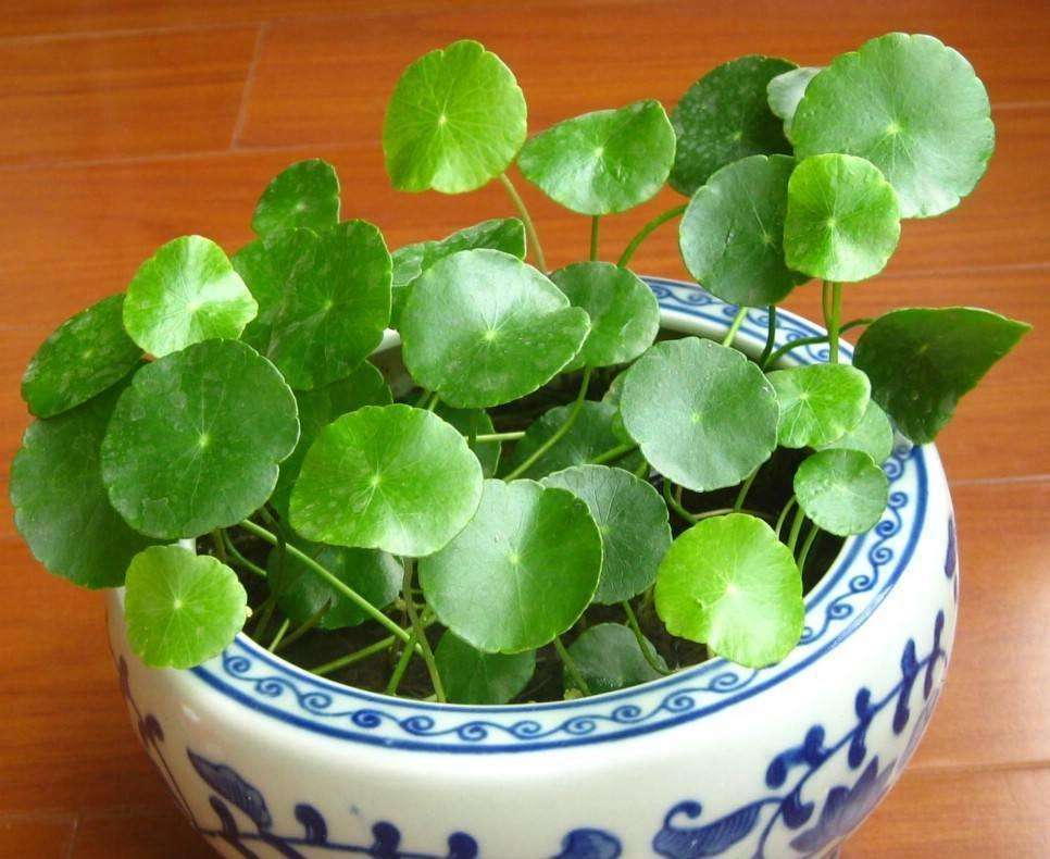 夏天给植物浇水一般是在什么时候,夏天给花浇水是早晨好还是晚上好