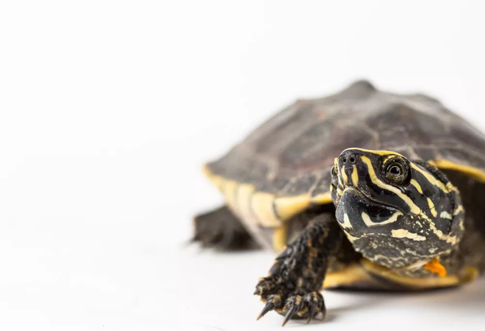 小乌龟注意啥才能健康成长,乌龟怎么养简单又不会让乌龟生病