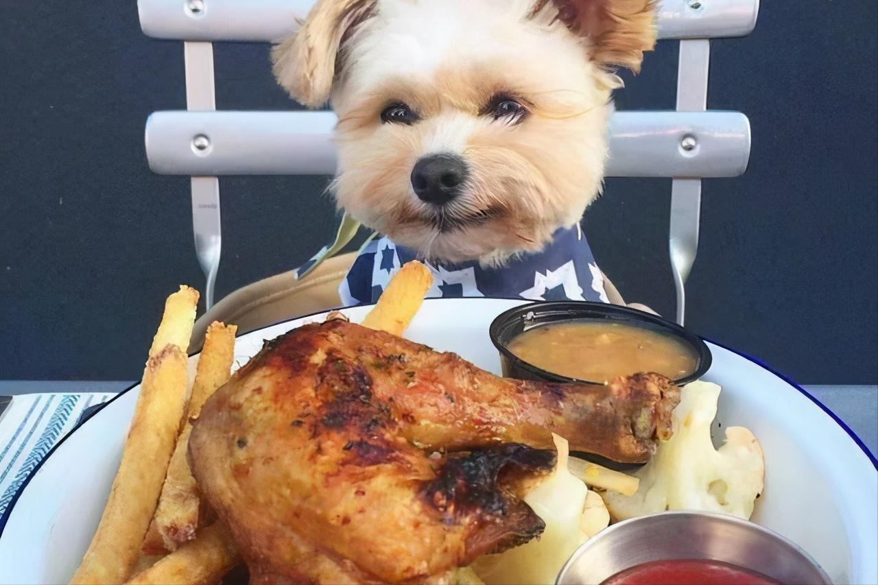 狗狗吃盐分过多会怎么样,狗狗摄入过多油脂会怎么样