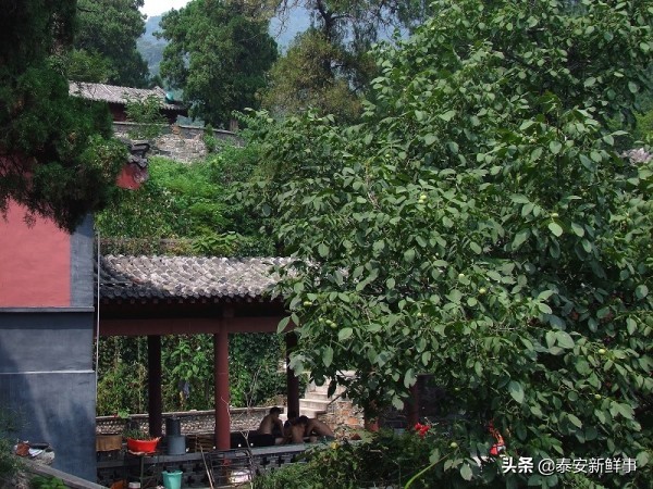 泰山斗姆宫尼姑,泰山斗母宫和斗姥宫