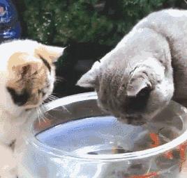 2023最受欢迎的猫咪排行,最热门的十大猫咪品种