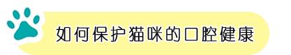 猫咪长蛀牙怎么办,猫咪蛀牙治疗费用