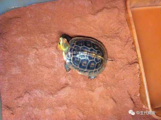 白色环境和黑色环境养出来的龟,古法养龟环境布置