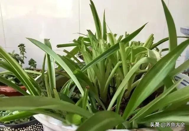 花卉盆栽的造型和修剪技术,盆栽花卉修剪方法