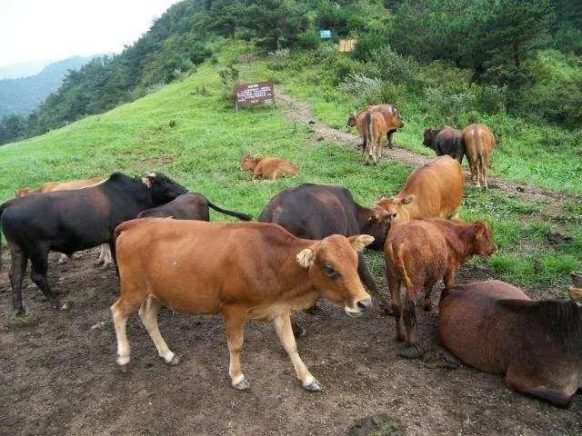 打蛇为什么要七寸,把头打烂没毒牙,还不够安全吗?