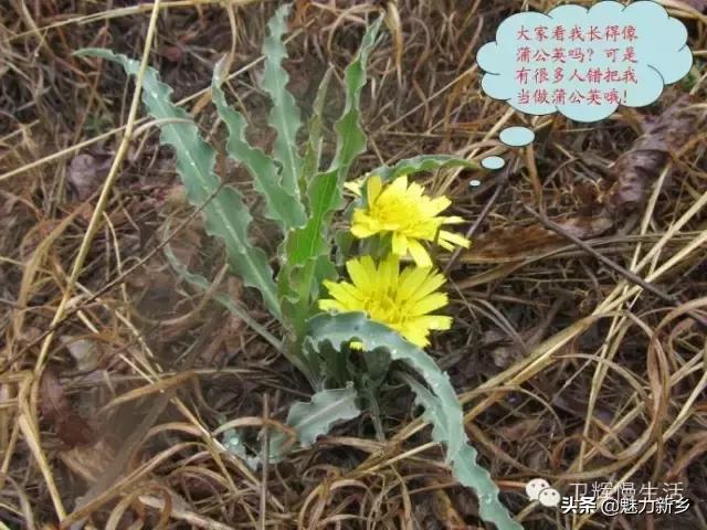 新乡故事：你是不是傻傻地把这些花都叫做野菊花？