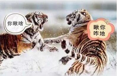 你瞅啥瞅你咋地打架原版后续,你瞅啥瞅你咋地英语动画短片