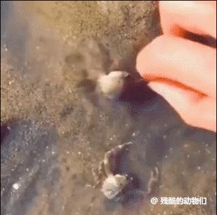 搞笑老鹰捉小鸡图片,搞笑版老鹰抓小鸡视频抖音30秒