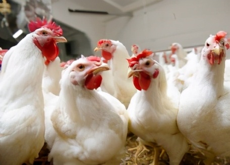 支气管部分堵塞最好的解决方法,支气管堵塞最好的解决方法