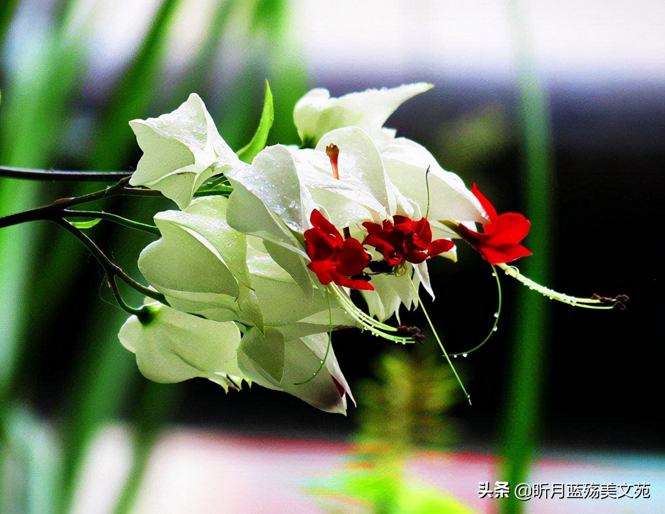 真爱难忘记，我牵挂你一生