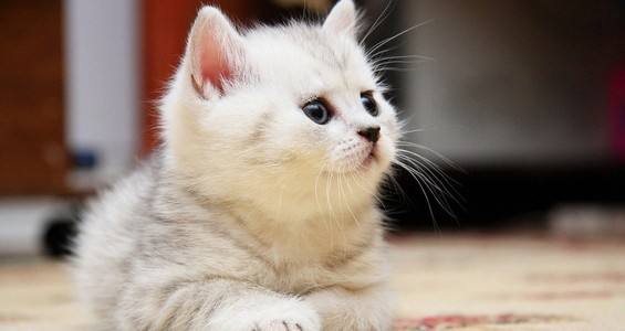 猫咪白天在家做什么,猫咪白天上班怎么样养