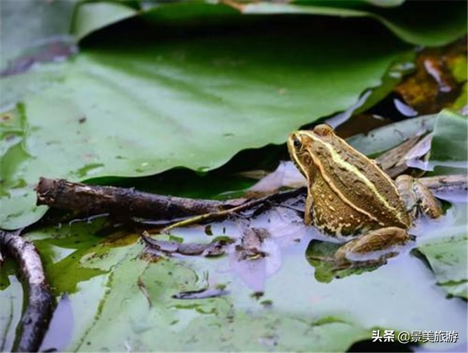 小蝌蚪是怎么出生的画册,小蝌蚪是从哪里来的