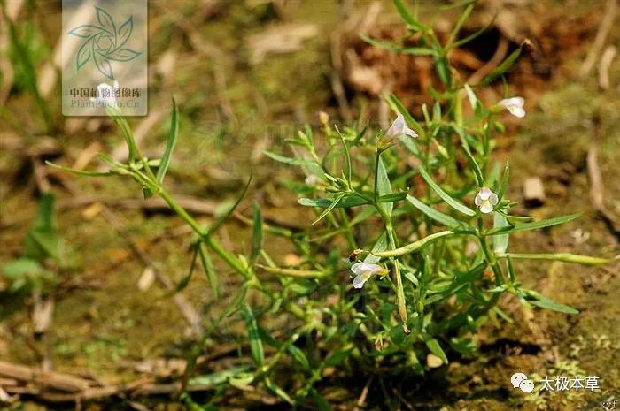 蛇舌草枳壳鸡内金,蛇舌草可治哪些病