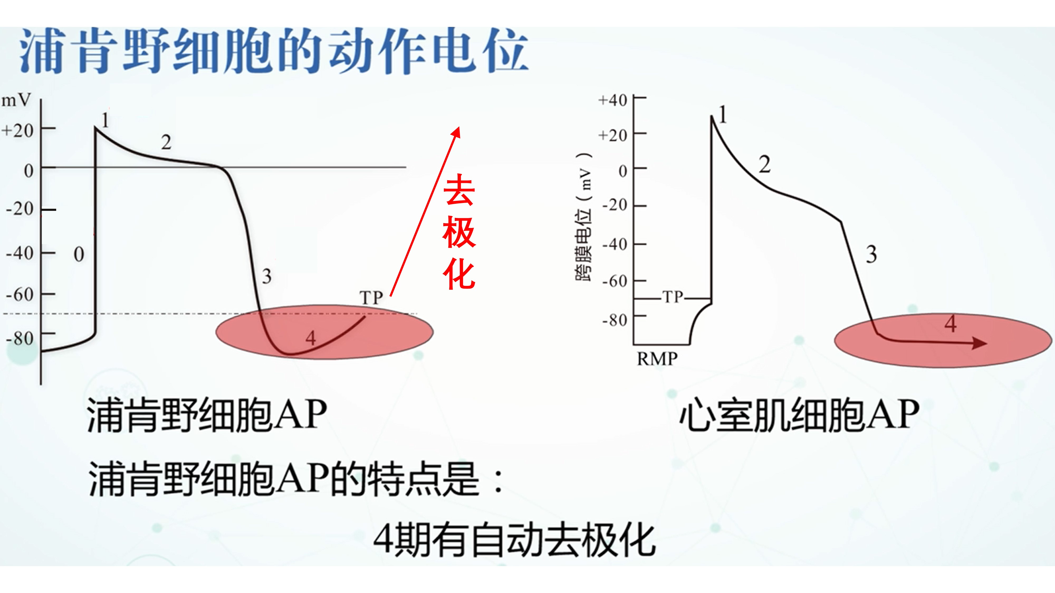 我们是怎么动起来的,心动的人的心脏是怎么跳动的
