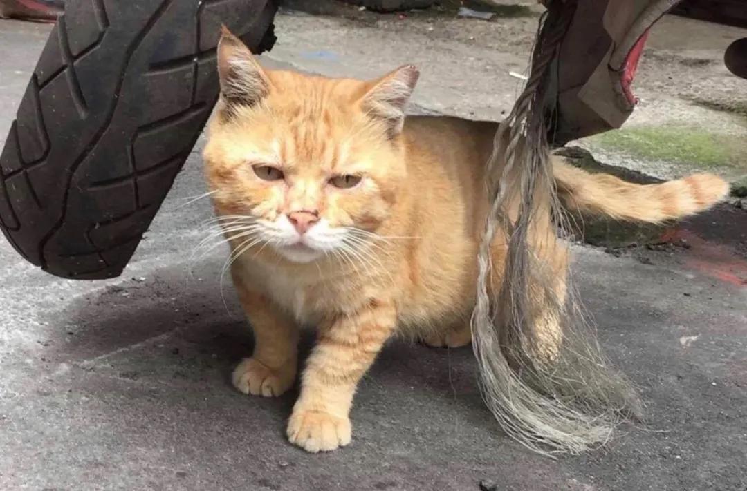 猫真的会把你当妈妈,猫把你当成妈妈是啥样子的