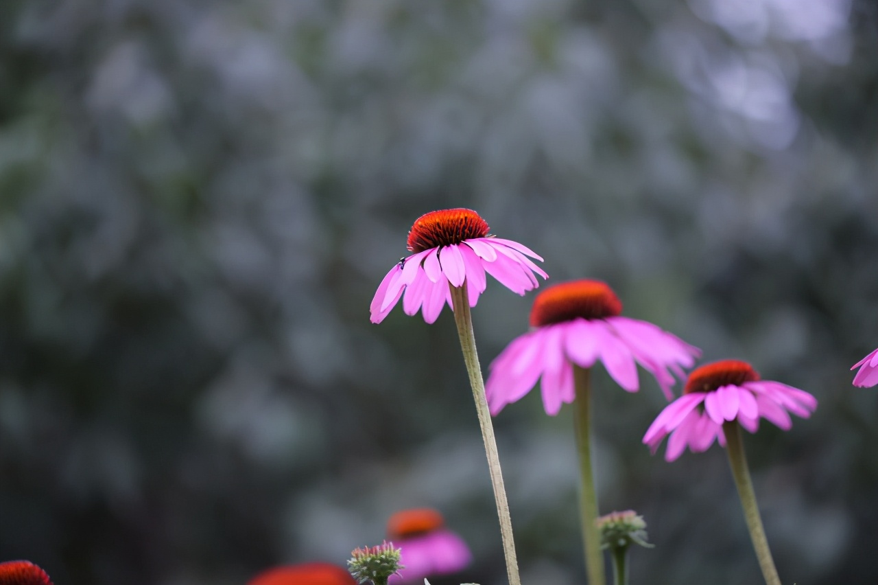 佳能最值得买的三个镜头,佳能全画幅无反推荐