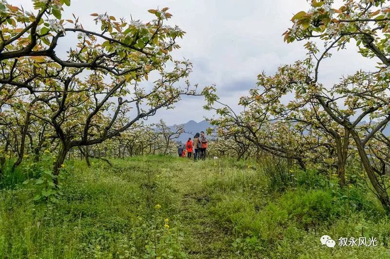 千树万树梨花开风景欣赏,千树万树梨花开美景可以去哪欣赏
