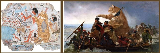 猫咪的天线有什么区别 (猫咪可以自带天线吗)