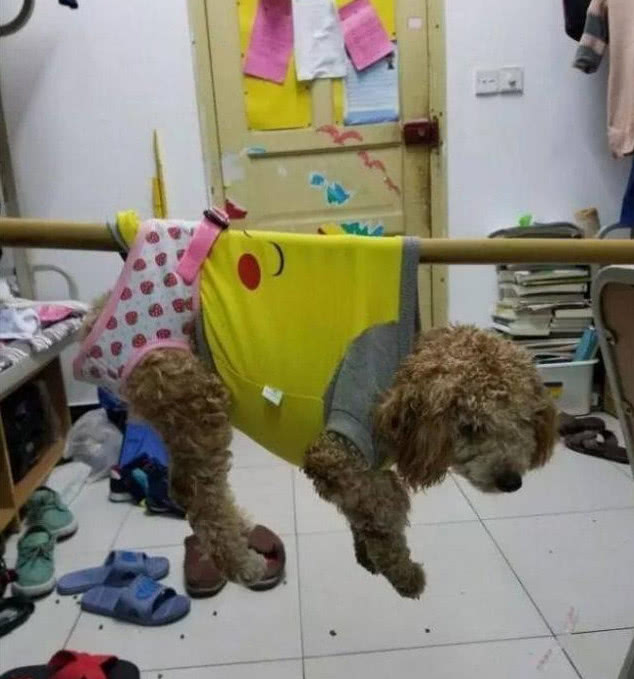 大学宿舍里人才辈出，寝室养猪我忍了，纯牛奶泡脚是认真的吗？