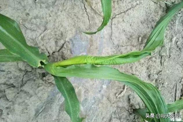 玉米拧心怎么办？不抓紧解决可能影响产量
