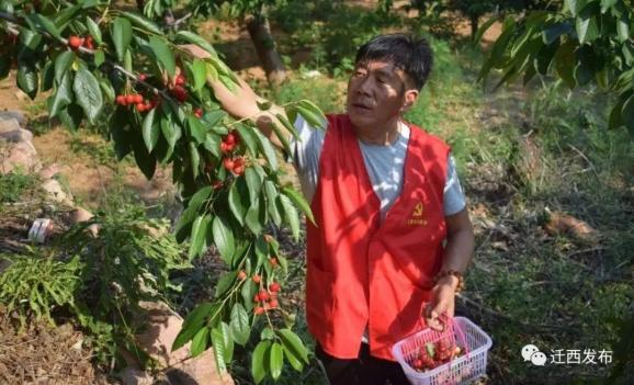 迁西樱桃红照片,迁西长城脚下樱桃