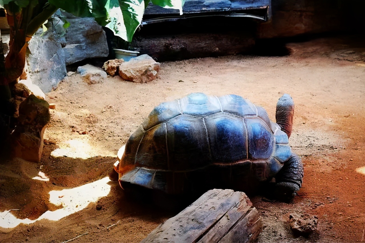 龟类纪录片,龟类图片