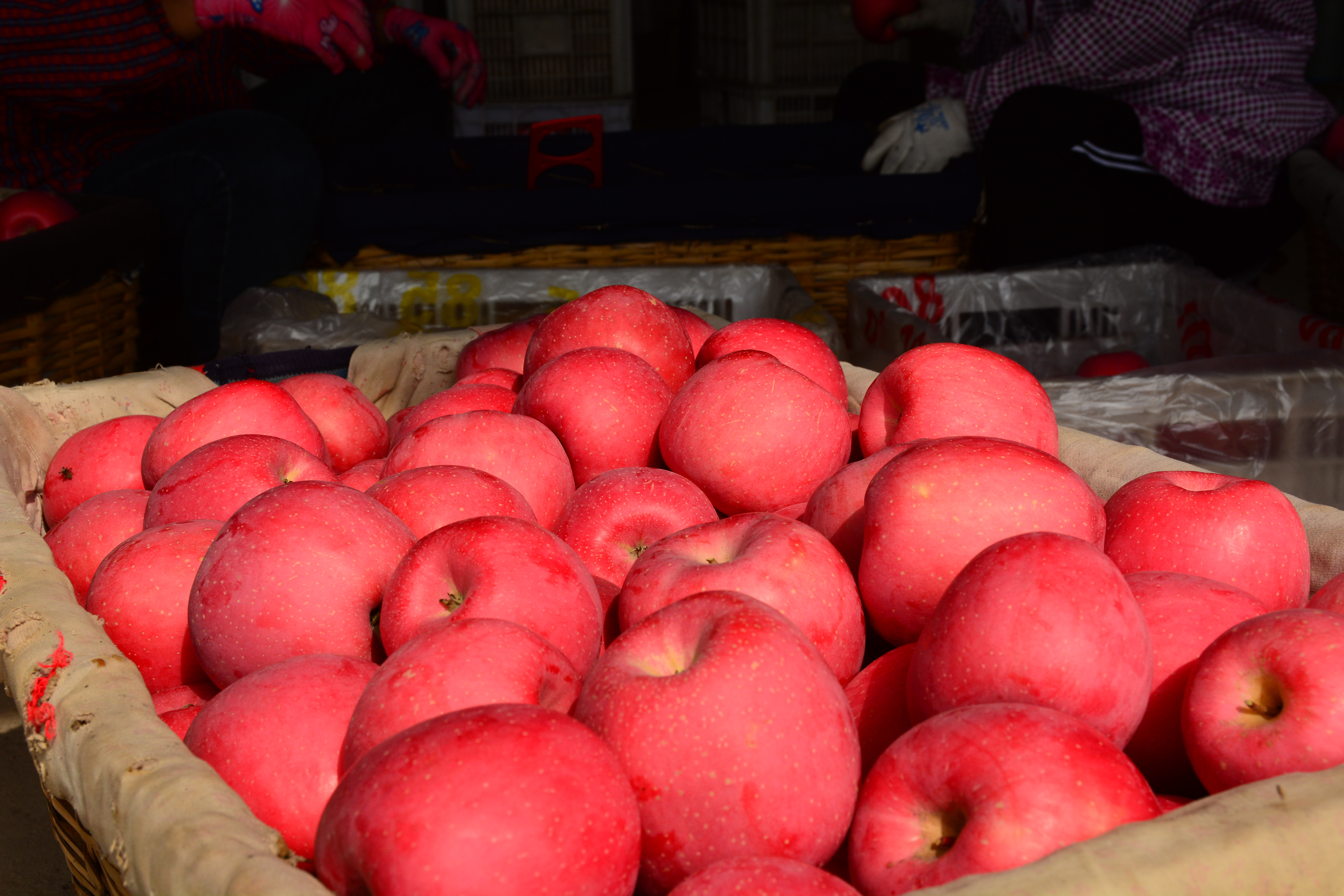 烟台苹果价格分析表,烟台蓬莱苹果价格表