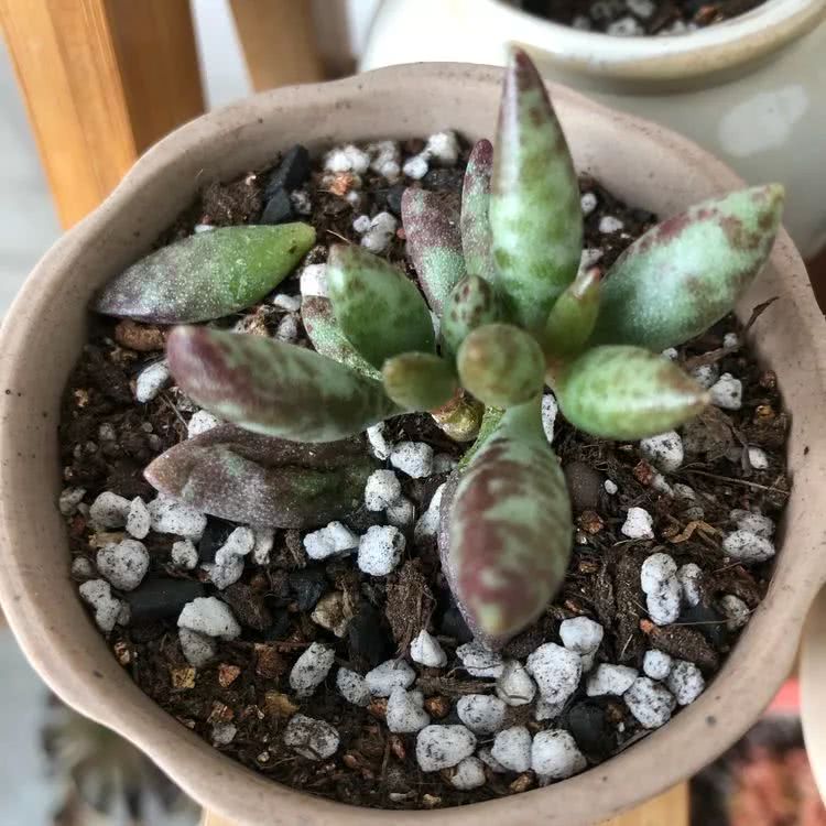 新手小白入坑多肉必看攻略,多肉新手入坑必备指南