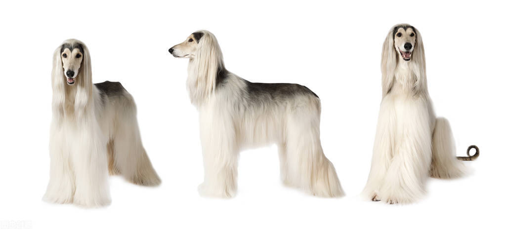 东方美犬,东方美狗狗