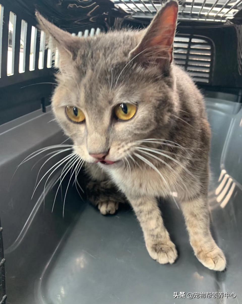 被遗弃的小法斗,法斗被遗弃