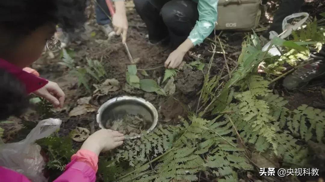 揭秘出没滇南的巨型“红龙”