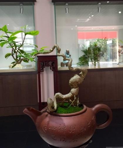 盆景美不胜收,盆景艺术巧夺天工