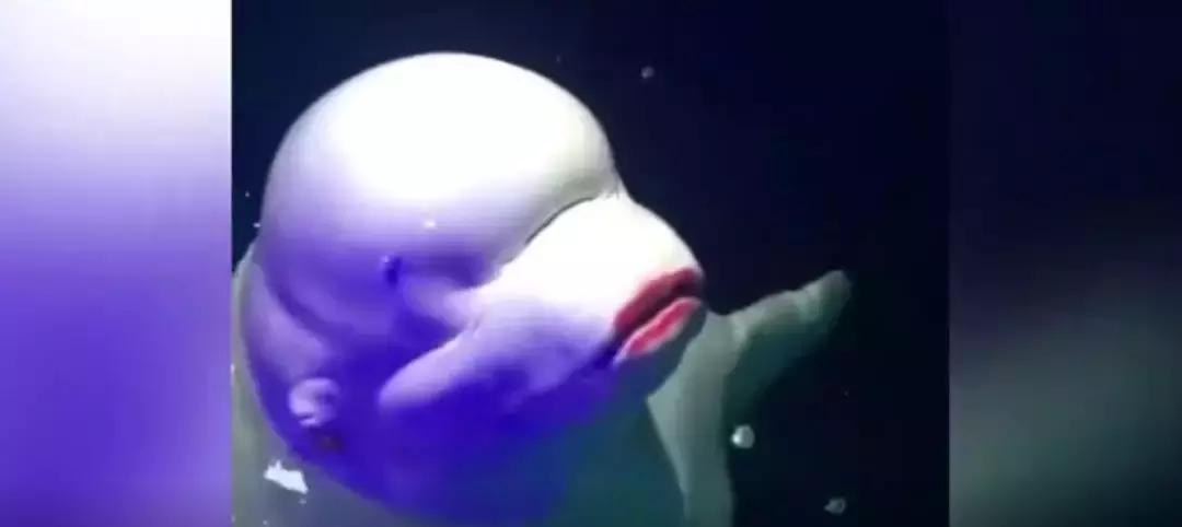 小飞象真实事件,小飞象的真实故事