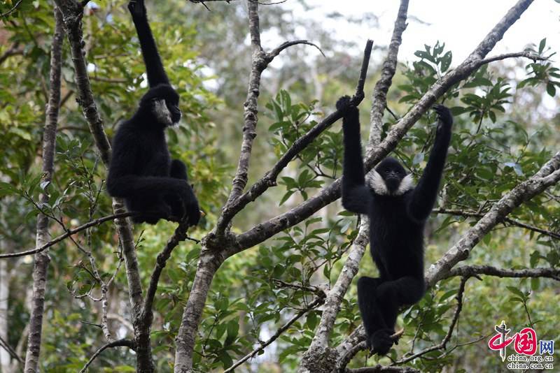 榴莲品种d13,泰国榴莲d197是什么品种