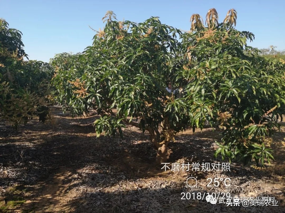 芒果催花药配方及技巧,天气冷了芒果怎么催花
