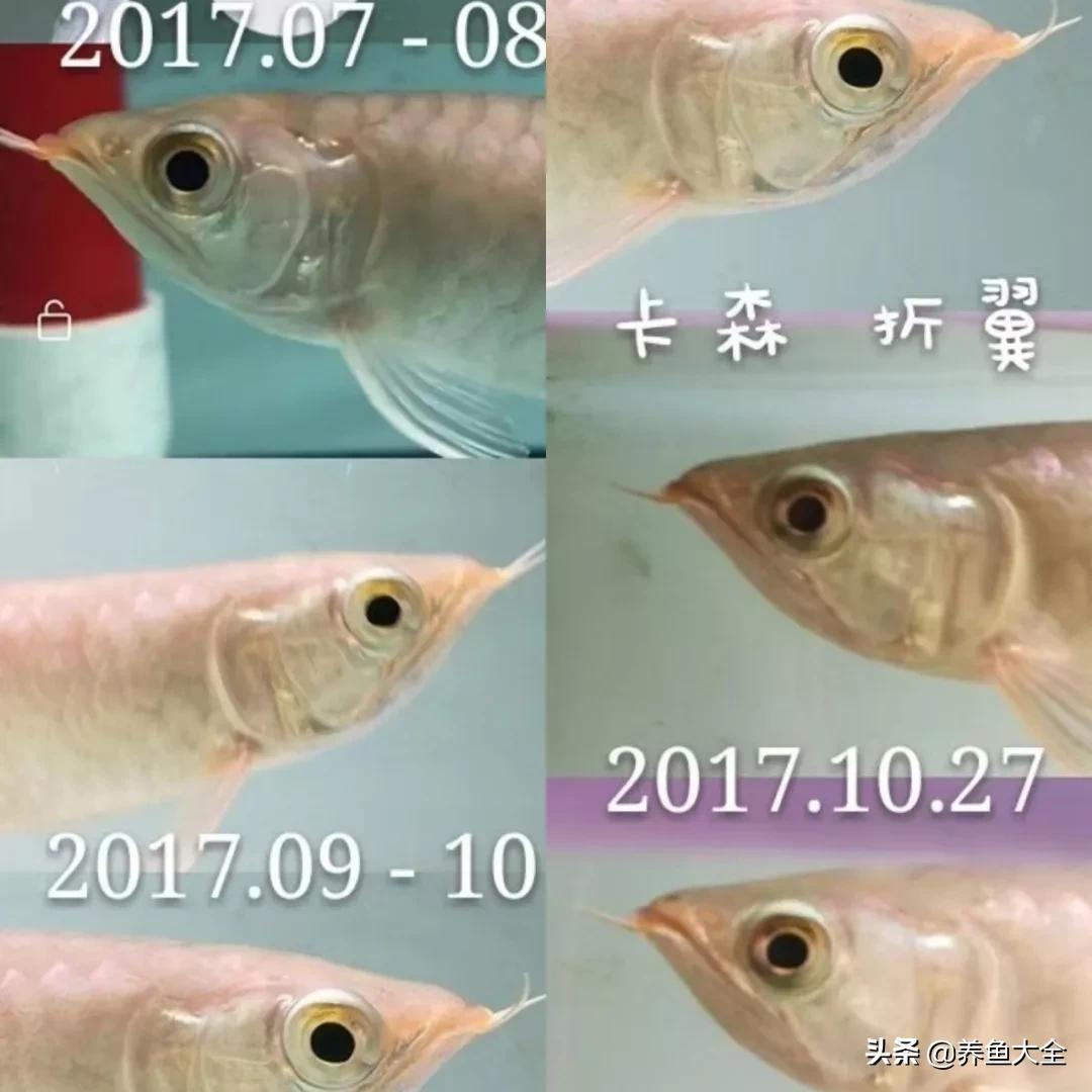 养红龙苗,养红龙如何搭配其他鱼