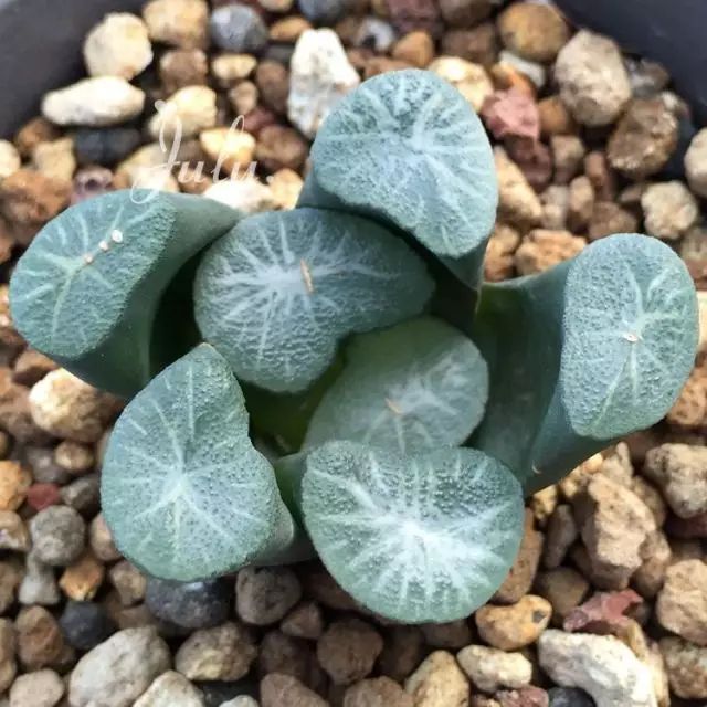 这才是世界上最贵的花卉,十大名贵花卉家养