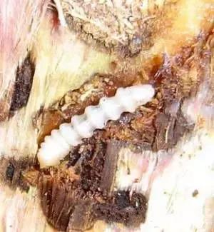 果树清园到底用什么药最好,冬季蜜柚清园管理要点