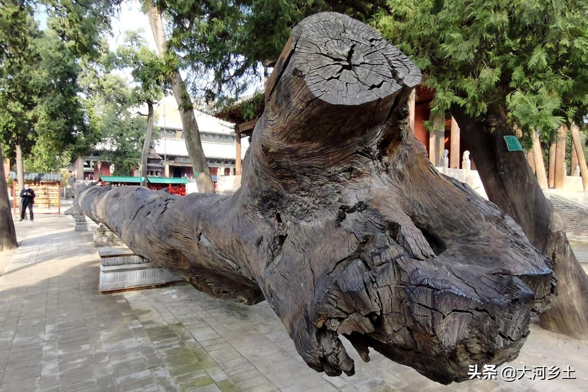 千年乌木关帝庙,关帝庙古树价格