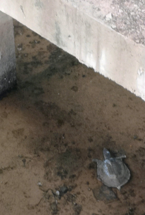 广州生态甲鱼,生态环境改善娃娃鱼现身长江