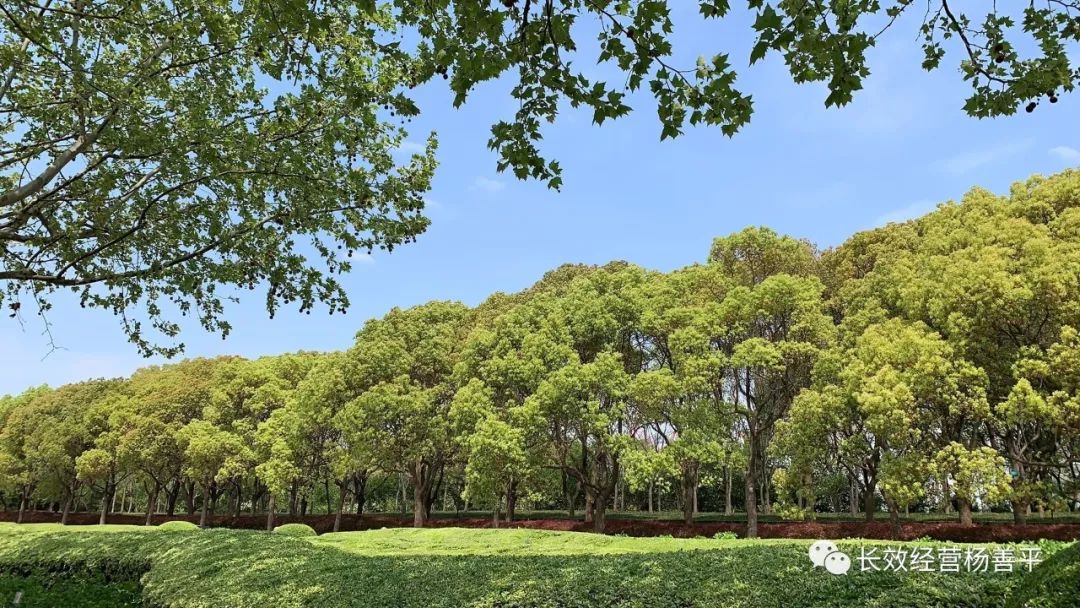 原创｜杨善平：三件意想不到的事