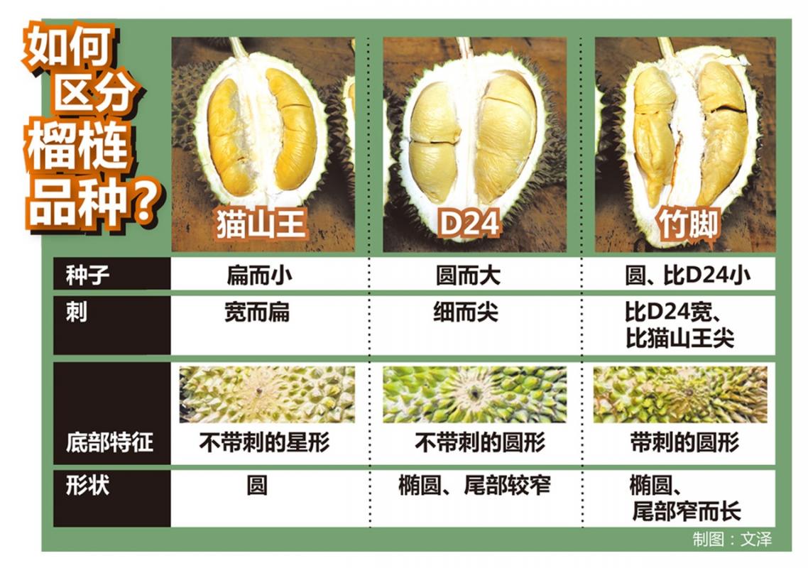 榴莲马来西亚出口,榴莲经济爆发中国需求利好东南亚